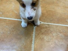 -柯斗斗主题餐厅·狗咖·围炉煮茶·茶饮(国瑞升平里店)