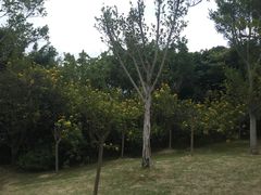 -牛岗山公园