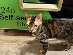 -MOCHA明星猫咖(田子坊店)