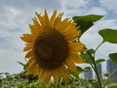 -光明小镇欢乐田园