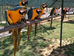 -西霞口神雕山野生动物世界