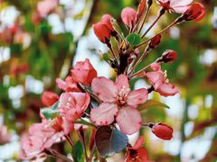 -海棠花溪(元大都城垣遗址公园)