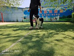 -宠物寄养训练学校