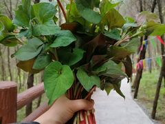 -诺水河