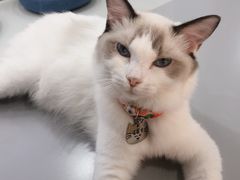 -糯米喵星人·撸猫猫舍咖啡馆(西市场嘉华店)