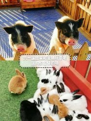 -萌宠亲子动物乐园(槐房万达店)