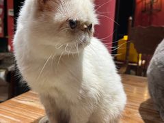 -猫色咖啡·猫咖