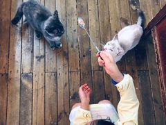 -猫色咖啡·猫咖