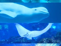 -海合安武汉极地海洋公园