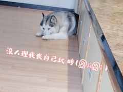 -Husky Go! 哈士奇体验馆·宠物咖啡厅狗咖