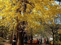 -南雄冯屋银杏山庄