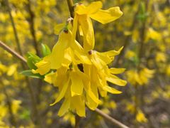 -上海共青森林公园