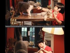 -猫色咖啡·猫咖