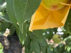 -老袁家蜜桃农场·阳山水蜜桃