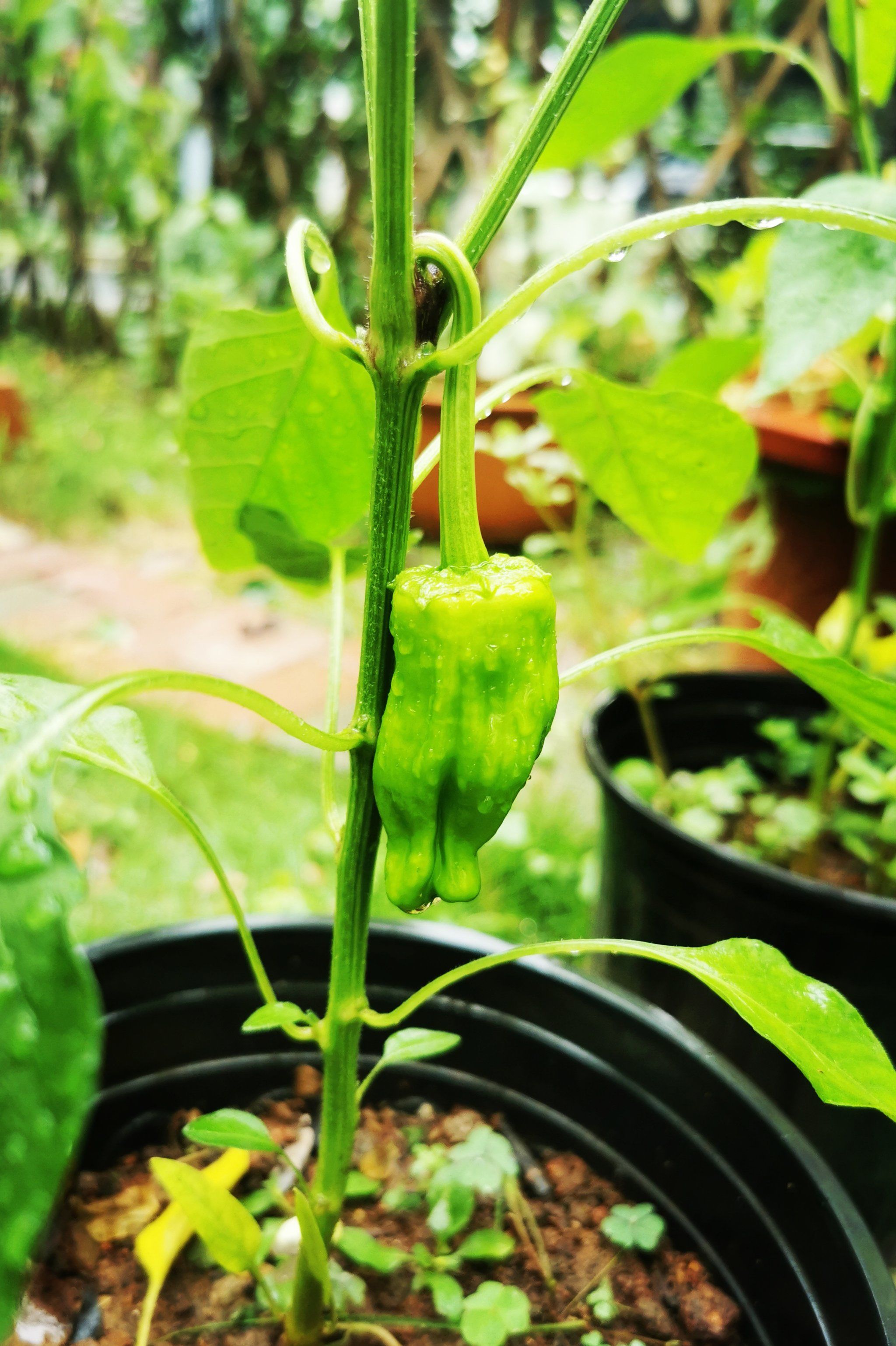 初见成效——小青椒