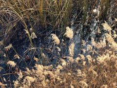 -野鸭湖国家湿地公园