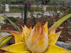 -东莞植物园