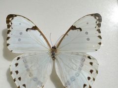 -上海昆虫博物馆