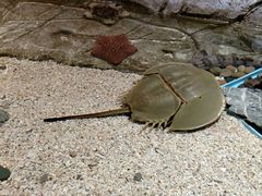 -芜湖新华联大白鲸海洋公园