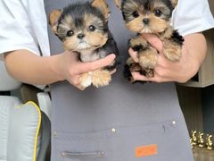 -萌宠之家·腊肠犬·马尔泰·小体犬舍