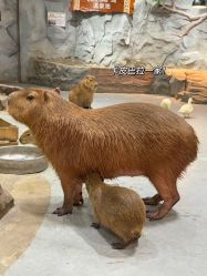 -Zoolung Zoolung动物主题公园(海信广场店)