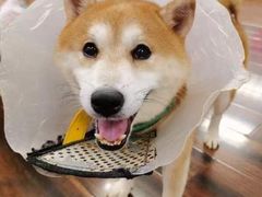 -豆柴町-柴犬主题狗咖(红鼎国际C座店)