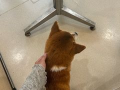 -共舞时光猫咖·狗咖(新街口店)
