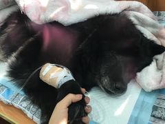 -瑞派雷欧宠物医院·24h夜诊·心脏骨科牙科·全科重症转诊中心(无影山店)