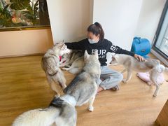 -Husky Go! 哈士奇体验馆·宠物咖啡厅狗咖