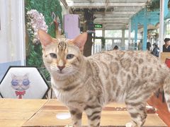 -猫小院猫主题咖啡厅(北锣店)