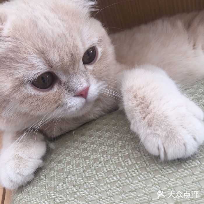 CAT’S MEWSTAR CAFE·喵星球猫屋(晴湾咖啡店)图片