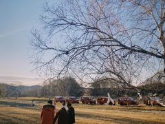 -乌兰布统景区-白桦林