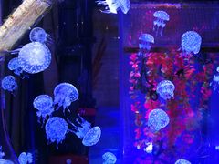 -海合安青岛极地海洋公园
