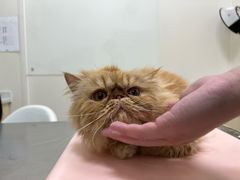 -爱诺耐芙动物医院(万博店)