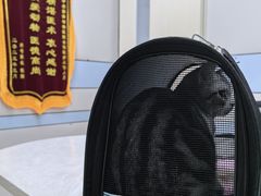 -中农国际动物医院24小时·猫科·骨科·急重症中心