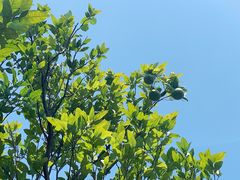 -宁波九龙湖开元度假村