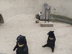 -保定市动物园
