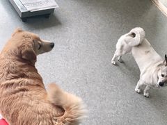 -安安宠医·安宠宠物医院