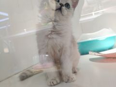 -龟与熊猫宠物公园(南坪店)