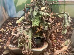 -上海大自然野生昆虫馆(东方明珠·爬宠昆虫探索中心)