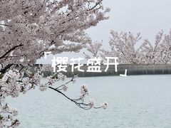 -羊山湖公园
