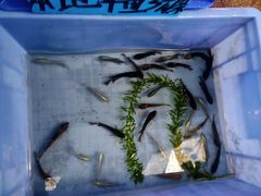 -桂林市花鸟市场