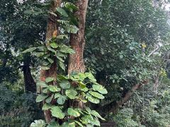 -中国科学院西双版纳热带植物园