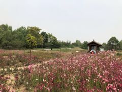 -白鹭湾湿地公园