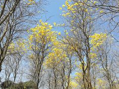 -天适樱花悠乐园