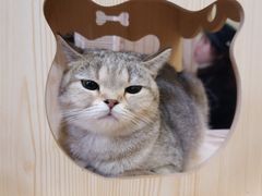 -猫色咖啡·猫咖