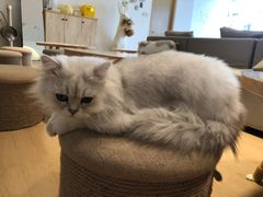 -猫腻·猫咖·撸猫馆(星光大道店)