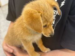 -贝康宠物医院·犬猫全科·小动物特色诊疗中心(东环路店)