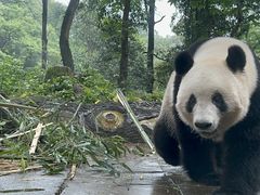 -中国大熊猫保护研究中心雅安碧峰峡基地