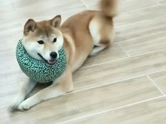 -李小姐の猫咖啡馆(五角场店)